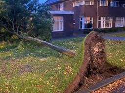 Bomen omgewaaid door harde wind