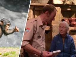Een chimpansee en Klaas-Jan met Jane Goodall (Foto: Animalia en Beekse Bergen).