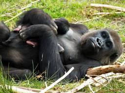 Gorilla's in de Beekse Bergen vormen één huishouden (foto: Beekse Bergen).