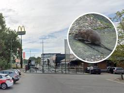 Bij de fastfoodketens wemelt het opnieuw van de ratten (foto: Google Streetview en Henk Smeets).