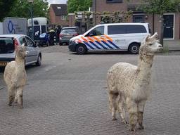 Alpaca's aan de wandel in Klundert (foto: wijkagenten Zevenbergen).