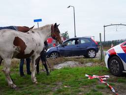 Foto: Bart Meesters/Persbureau Heitink.