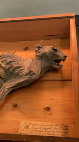 Mummie miauw!