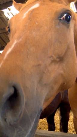 Paarden worden gemolken?!