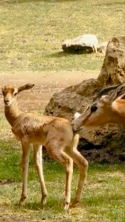 Babygazelle