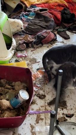 Dode kittens in huis