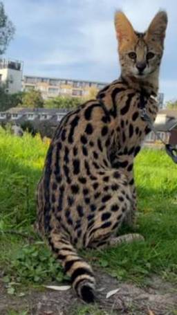 Een loslopende serval