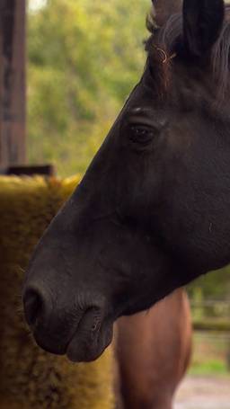 Paardentherapie voor rokers