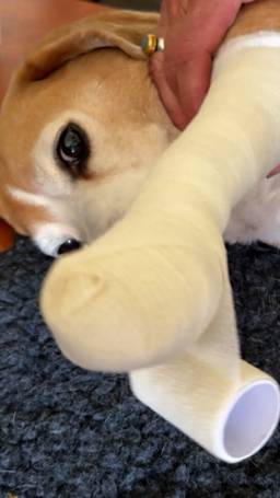 Hond(erd) tips