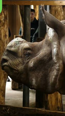 Neushoorn moet baby's maken