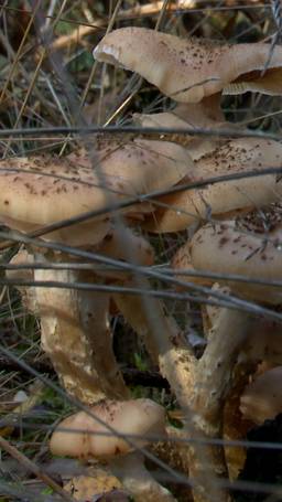 Bos is geen supermarkt