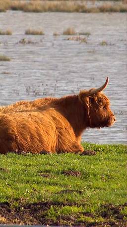  Biesbosch stroomt vol