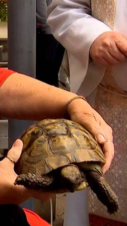 Schildpad (100) gezegend