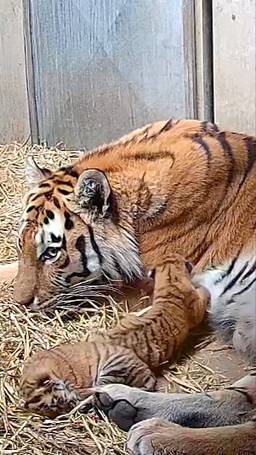 Baby tijgers gespot!