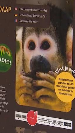 Zes aapjes omgekomen