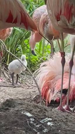 Flamingo's geboren