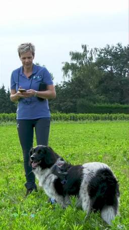 Therapie voor honden