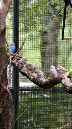 Vogels gestolen
