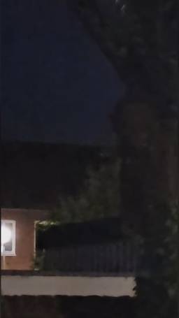 Dino geslacht?