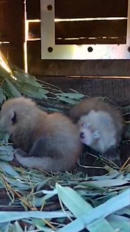 Babypanda's
