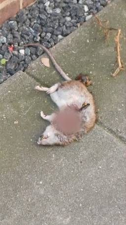 Rattenplaag