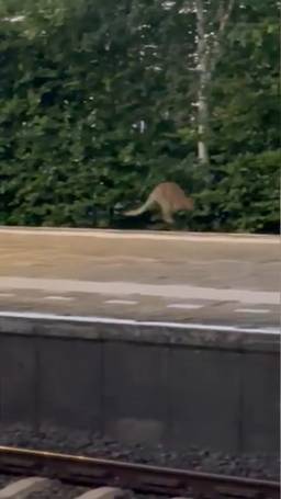 Kangoeroe gespot