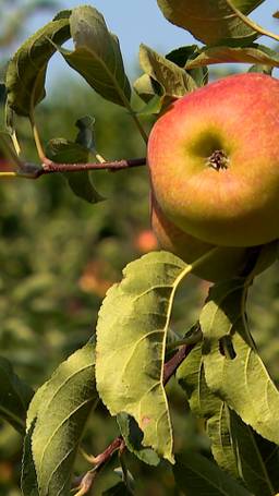 Appeltje voor de dorst