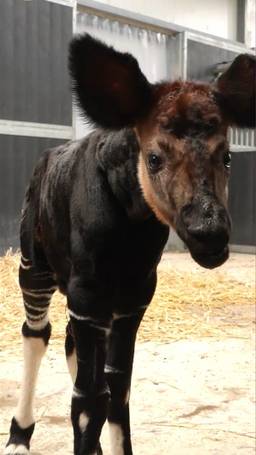 Okapi geboren