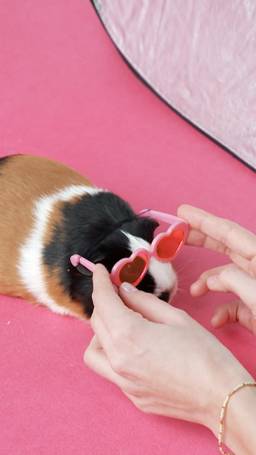 Cavia fotografe