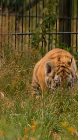 Lieve jonge tijgers