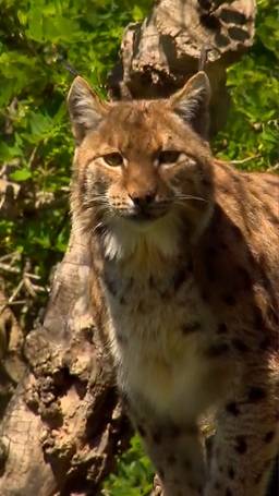 De lynx is terug