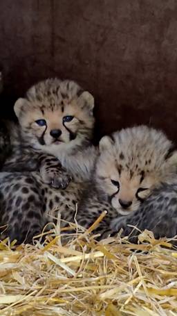 Cheetawelpjes buiten