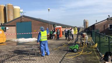 Vogelgriep vastgesteld bij pluimveebedrijf Sint-Oedenrode, drie bedrijven geruimd.