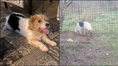 Hond Matty na een jaar eindelijk teruggevonden en gevangen