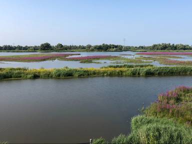 In de Biesbosch verdwenen dorpen door de Elisabethsvloed