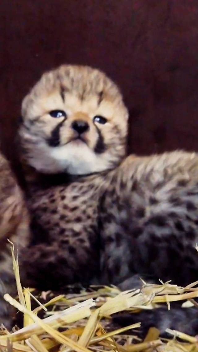 Cheeta's geboren in Beekse Bergen