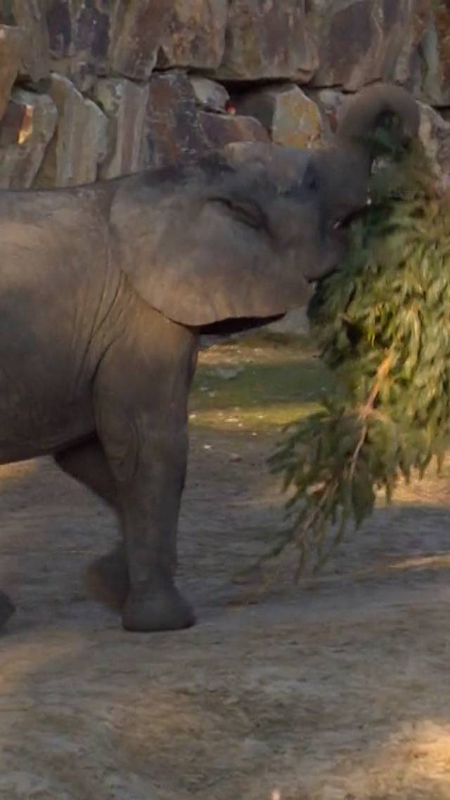 Kerstlunch voor olifanten
