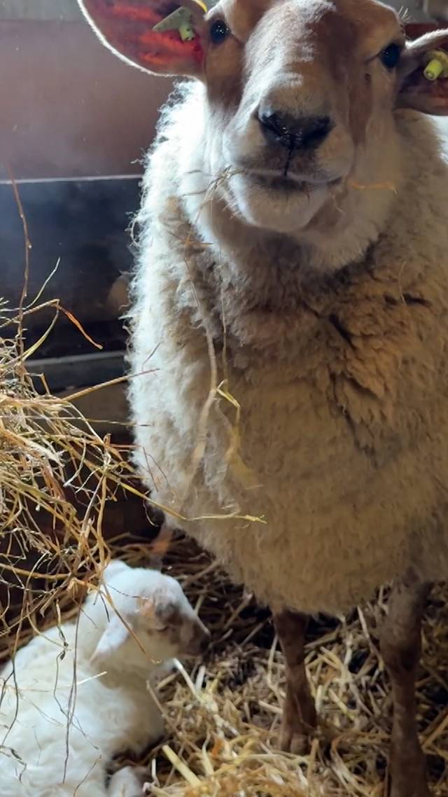 Megavroege lentekriebels