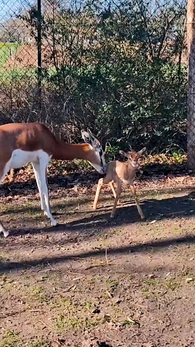 Schattig én bijzonder