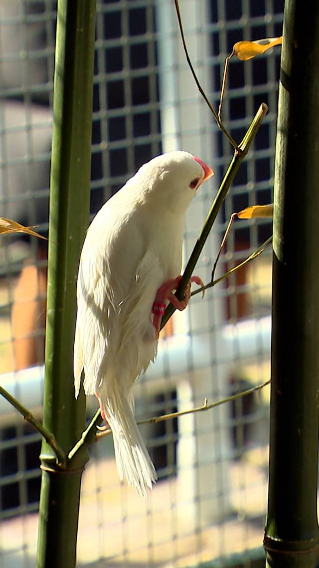 Vogeltjes weer terug