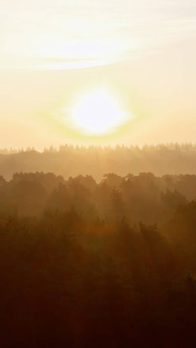 Het Mastbos van boven