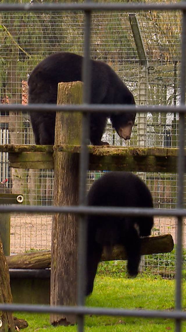 Ik zag twee beren...