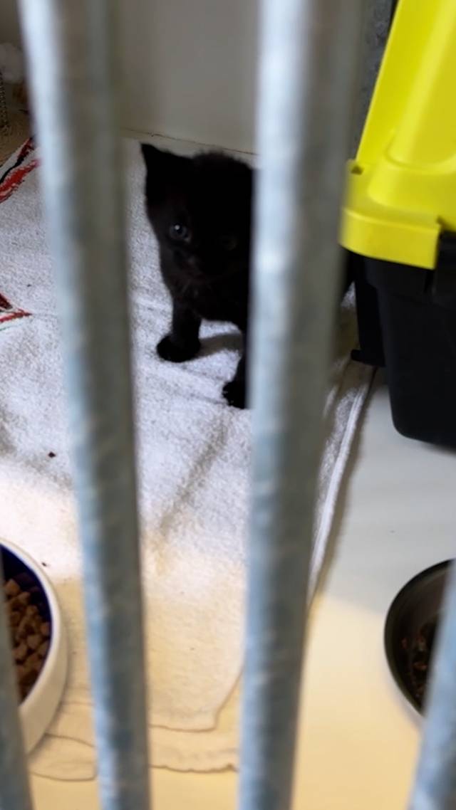 Wie vangt deze kittens op?