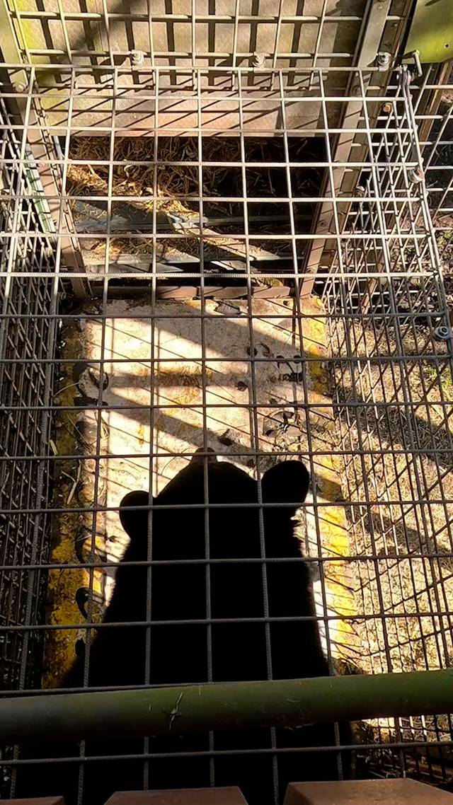 Ik zag twee beren...