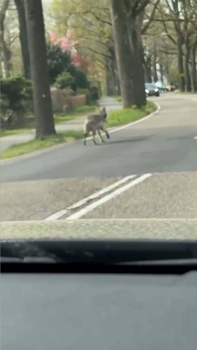 Eerste hulp bij wolven