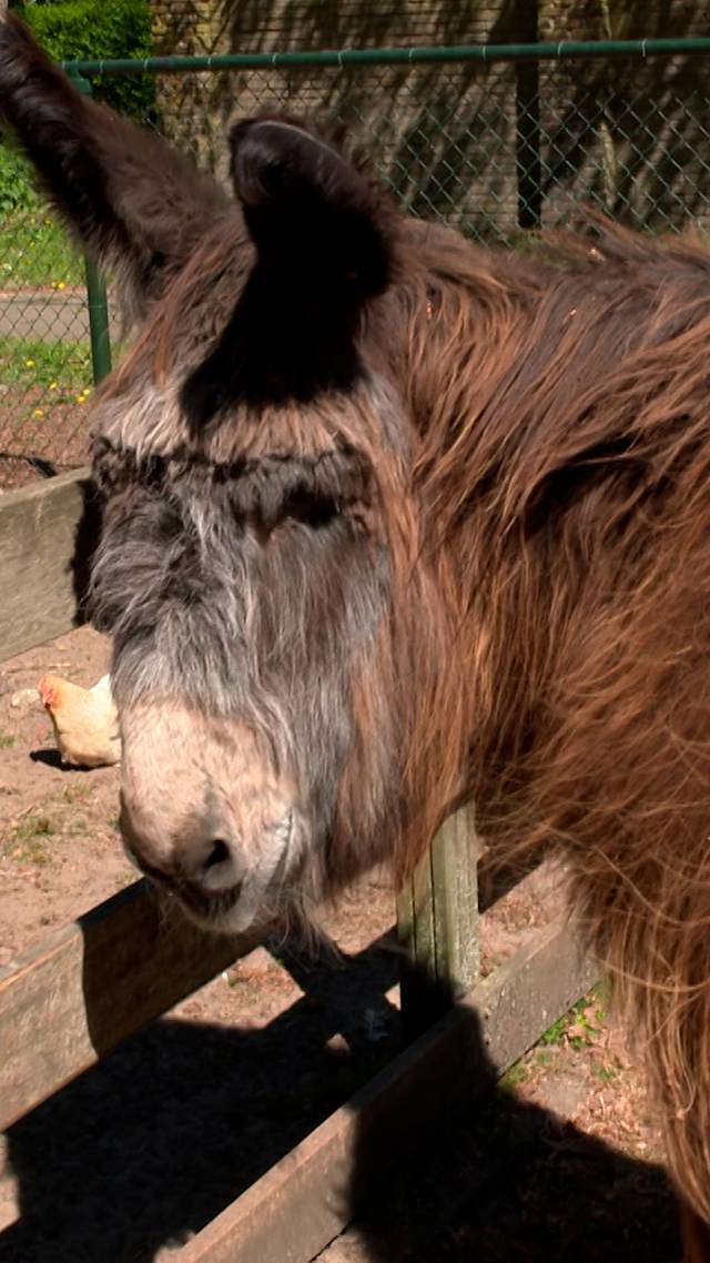 Lou Lou mist z'n pony