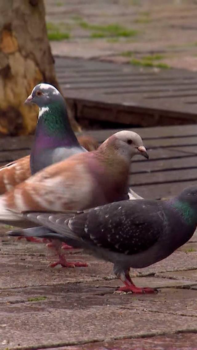 Voeren = boete