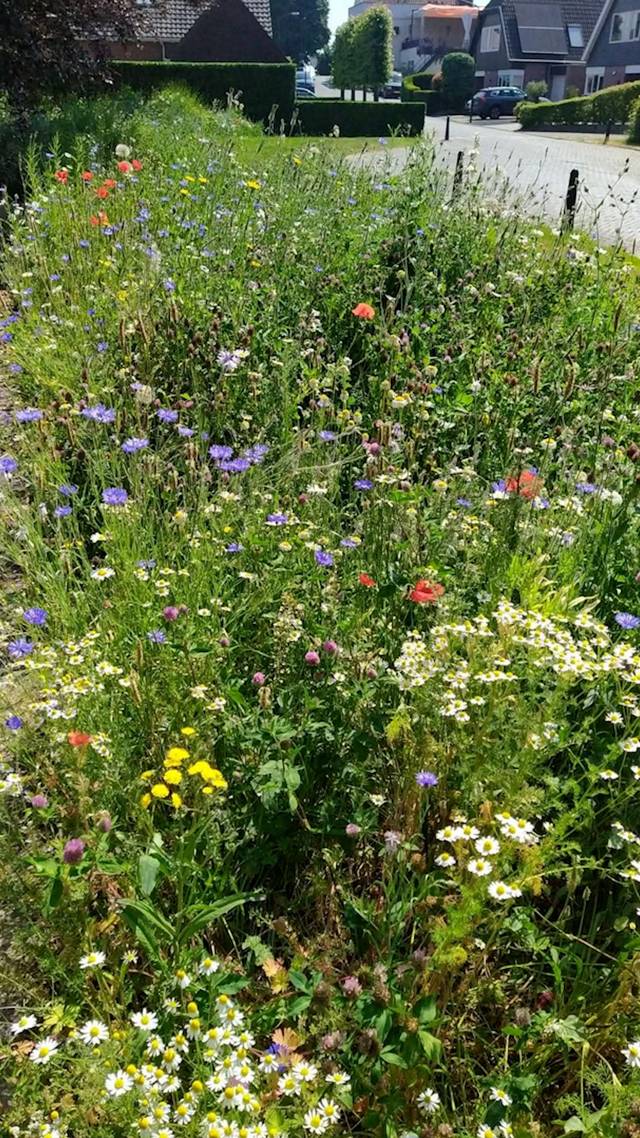 Da's pech, bloemen weg