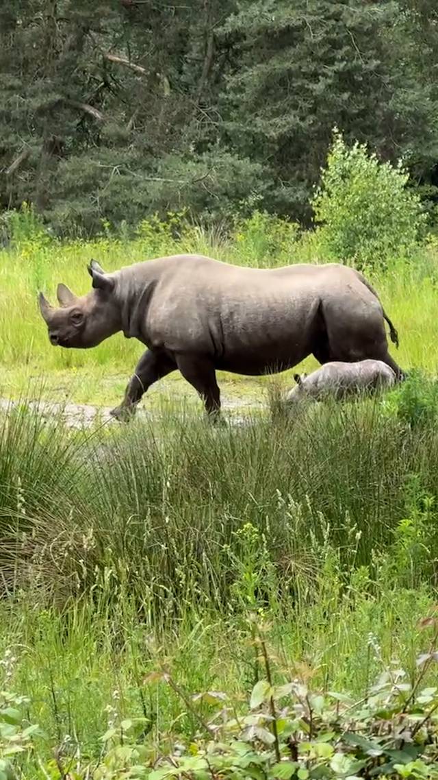 Puntlipneushoorn