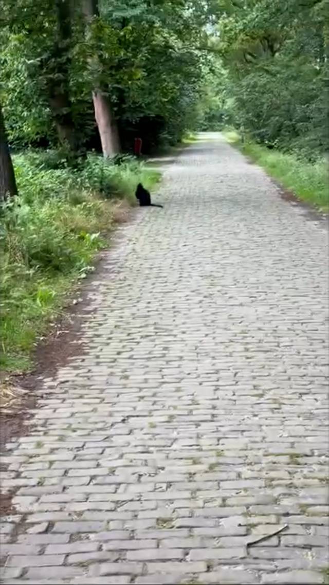 Aap ontsnapt